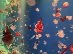-左海海底世界