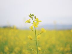 -光明小镇欢乐田园