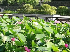 -莲湖公园