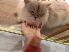 -BABIT巴比特宠物(MOMOPARK店)