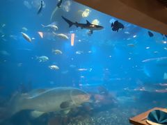 -海棠湾洲际-涛·海底餐厅·美人鱼·自助餐·海底隧道