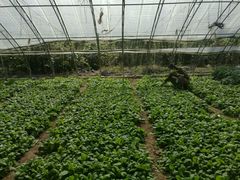 -万源龙顺度假庄园生态观光园