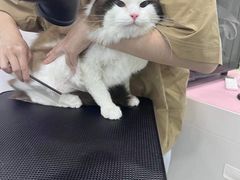 -爱洗澡的猫(天河路店)
