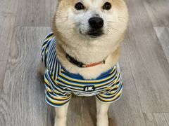 -柴迷FANS CLUB·柴犬狗咖·猫咖