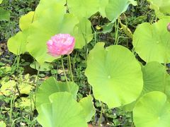 -荷塘月色湿地公园·向阳花洲