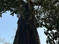 -青岛崂山太清宫