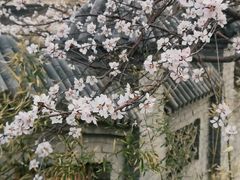 -桃花堤公园