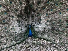 -藏龙百瀑风景区