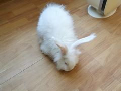 -猫猫幼稚园·撸猫·桌游·电玩