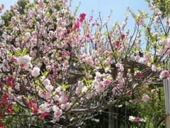 -南汇桃花村