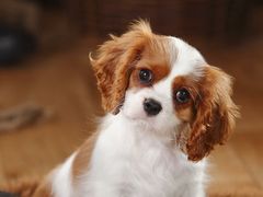 -米兰西点(辽阳店)