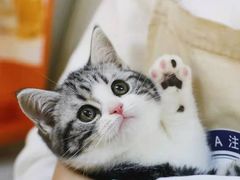 -欣宠猫屋·矮脚拿破仑·蓝金金渐层