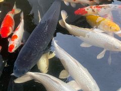 -聚福宝合苑食府(南头镇店)