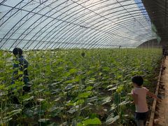 -万源龙顺度假庄园生态观光园