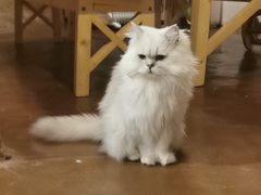 -猫猫幼稚园·撸猫·桌游·电玩