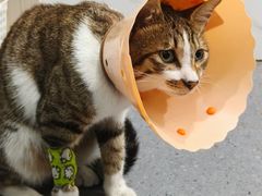 -伟伟宠物医院·CT影像中心·瑞派犬猫综合性门诊(汉口总院)