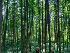 -桤木河湿地公园