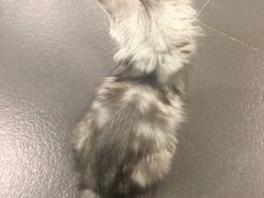 -十年猫舍·猫咪专门店(普陀店)