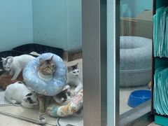 -瑞派申生动物医院·24H夜诊·国际动物医疗中心·骨外科(吴中路店)