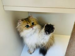-十月米努特矮脚猫舍