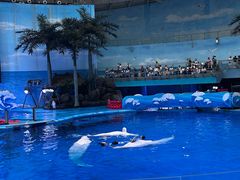 -海合安成都极地海洋公园