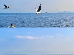 -深圳湾公园(南山区)