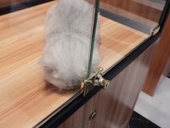 -袖虎·猫馆(体育西路店)
