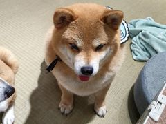 -逗柴咖啡屋·狗咖猫咖宠物桌游