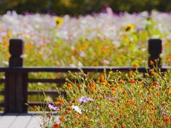 -奥林匹克森林公园北园-停车场