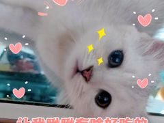 -关爱宠物医院·猫科中心·消化科(滨湖万达分院)