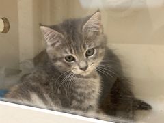 -楼上猫咖(罗湖店)