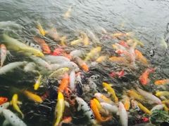 -北湖公园