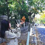 八大关的枫叶