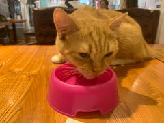 -猫小院猫主题餐厅(三里屯店)