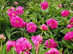 -黑龙江省森林植物园