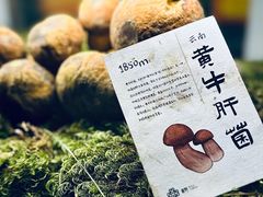 -滇野云南野生菌餐厅(陕西南路店)