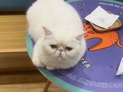-滚猫咖啡·猫咖·猫友好撸猫(未来城店)