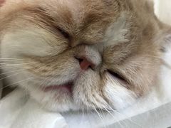 -康旭宠物医院(郑州总院)