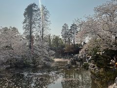 -东湖磨山景区樱花园-停车场
