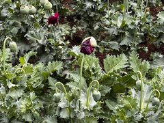 -国家植物园南园