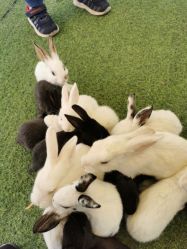 -萌宠亲子动物乐园(槐房万达店)