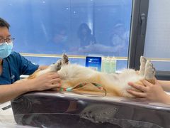 -伟伟宠物医院·CT影像中心·瑞派犬猫综合性门诊(汉口总院)