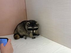 -浣熊柯尔鸭土拨鼠·电玩咖