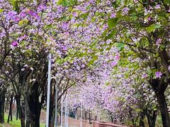 -广东花都湖国家湿地公园