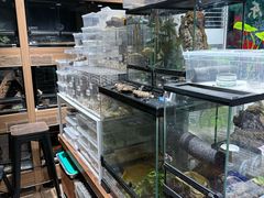 -酷以爬仙阁实体爬宠店·守宫·蜥蜴·专业繁育