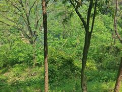 -武当山风景区-太子坡