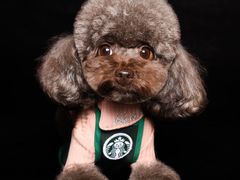 -读宠于你·约克夏比熊·睫角守宫·爬宠售卖(高新店)