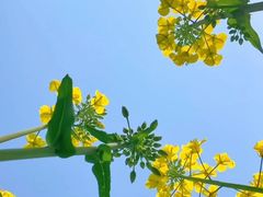-西京湾花海