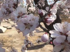 -天泽祥·鼓楼馒头(鼓楼店)