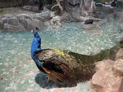 -太奥幻太奇海洋馆